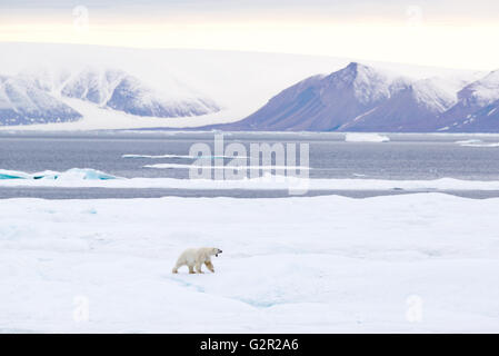 Un mâle ours polaire (Ursus arctos) marche sur la glace de mer dans l'Arctique canadien près de l'île de Baffin Banque D'Images