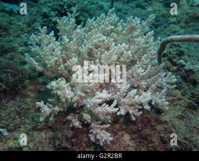 Coraux Mous, Asie, triangle de corail, Brunéi Darussalam. Banque D'Images