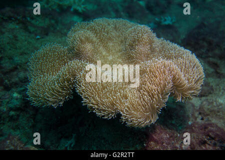 Corail cuir, Sarcophyton sp., de la Triangle de Corail, Brunéi Darussalam, Mer de Chine du Sud. Banque D'Images