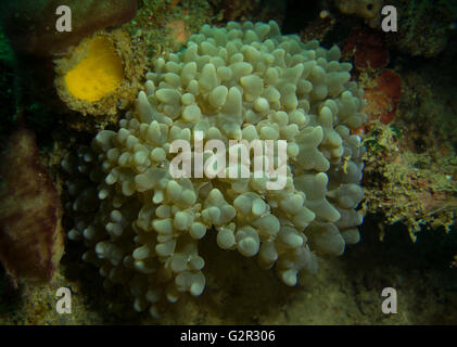 Coraux Mous, Asie, triangle de corail, Brunéi Darussalam. Banque D'Images
