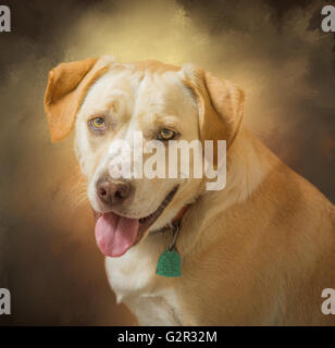 Beagle labrador jaune et blanc portrait de chien croisée avec look peint Banque D'Images