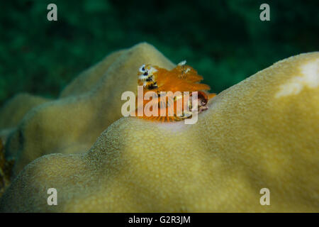 Christmas Tree worm, Spirobranchus sp. , Sur un corail Porites (pores) dans la mer de Chine du Sud, Triangle de Corail, Brunei. Banque D'Images