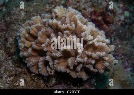 Les coraux durs, coraux durs ou des récifs coralliens tropicaux, Brunei, Triangle de Corail. Banque D'Images