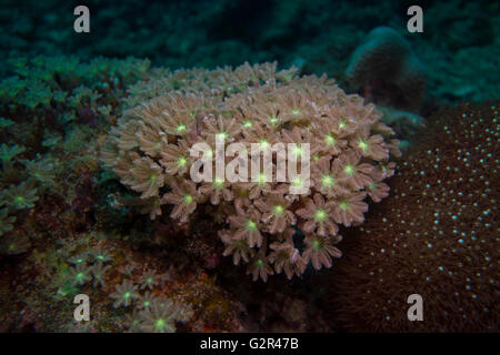 Coraux Mous, Xeniidae, à partir de la mer de Chine du Sud, Triangle de Corail, Brunei. Banque D'Images