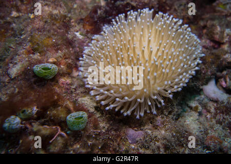 Polype corallien long en cuir, Sarcophyton sp., de la Triangle de Corail, Brunéi Darussalam, Mer de Chine du Sud. Banque D'Images