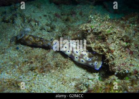 Paire de nudibranche, Risbecia tryoni, à partir de la mer de Chine du Sud, Triangle de Corail, Brunei. Banque D'Images