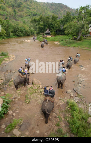 L'équitation d'éléphant près de la rivière à Chiang Mai, Thaïlande. Banque D'Images