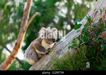 Wild koala grimpant sur un arbre dans l'outback australien Banque D'Images