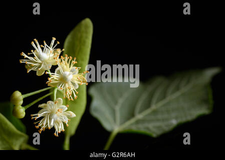 Fleurs de Tilleul sur un fond noir Banque D'Images