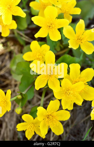 Le Populage des marais (Caltha palustris) fleurs, vue en gros Banque D'Images