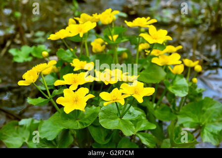 Le Populage des marais (Caltha palustris) fleurs Banque D'Images