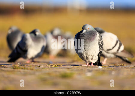 Pigeons sauvages (Columba livia forma domestica), Allemagne Banque D'Images