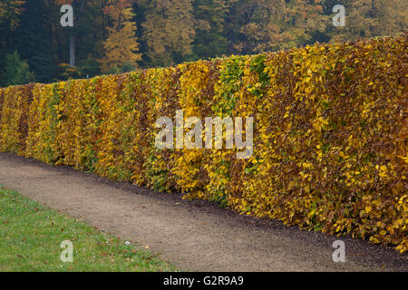 Faites de couverture des hêtres (Fagus sylvatica) avec feuillage de l'automne, Harz, Quedlinburg, Saxe-Anhalt, Allemagne Banque D'Images