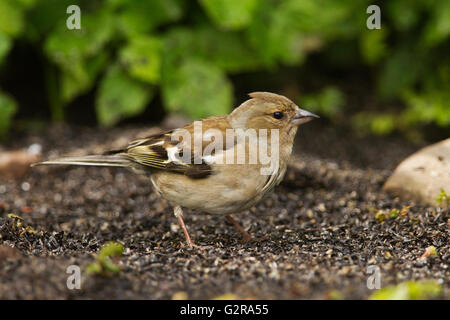 (Fringilla coelebs Chaffinch juvénile) collecte de nourriture de la terre, le Centre du Champ Aigas, Beauly, Inverness-Shire Banque D'Images