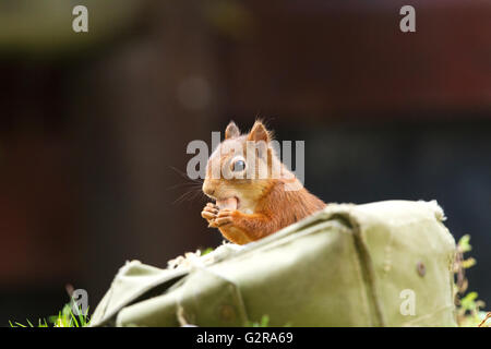 L'écureuil roux (Sciurus vulgaris) voler les noisettes de la fourniture d'appât stockées dans une sacoche, Aigas Centre du Champ, Beauly Banque D'Images