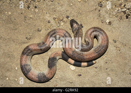 Sable rouge johnii Eryx (BOA) juvenile, Jaisalmer, Rajasthan, India Banque D'Images