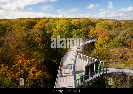 Accrobranche, Parc national du Hainich, Bad Langensalza, Hainich, Thuringe, Allemagne Banque D'Images