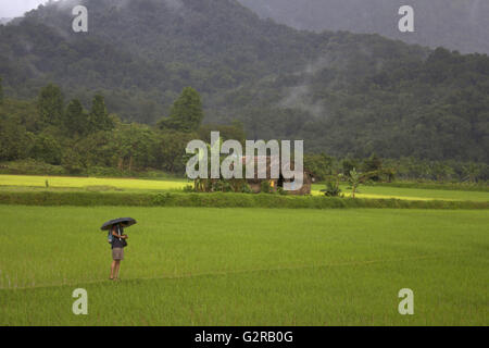 Des champs verts à sharavathi, Karnataka, Inde Banque D'Images