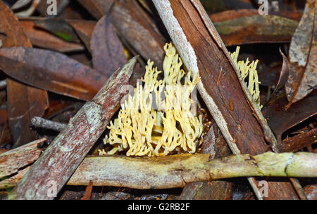 Les champignons de corail jaune (Ramaria) encadré par l'écorce sur le sol forestier Banque D'Images