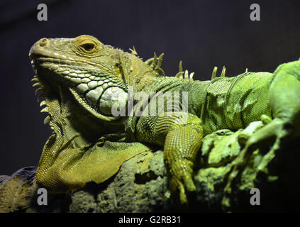 Big Green Iguana écailleuse avec ses fioritures et replis de peau, se prélassant sur une branche d'arbre Banque D'Images