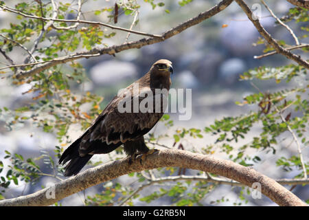 Aigle des steppes Aquila nipalensis,. Saswad, Maharashtra, Inde Banque D'Images