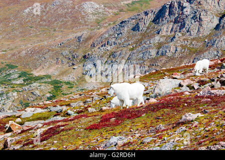 La Chèvre de montagne sur le mont Bierstadt Colorado en automne Banque D'Images