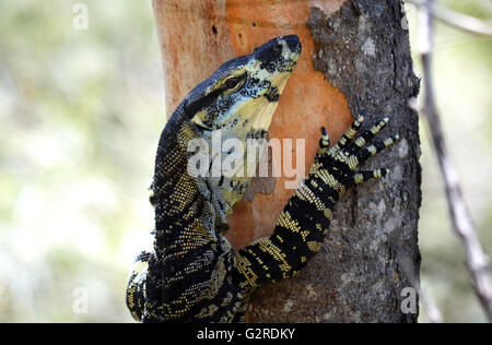 Dentelle australienne Goanna (varan Varanus varius) escalade un arbre dans le bush australien Banque D'Images