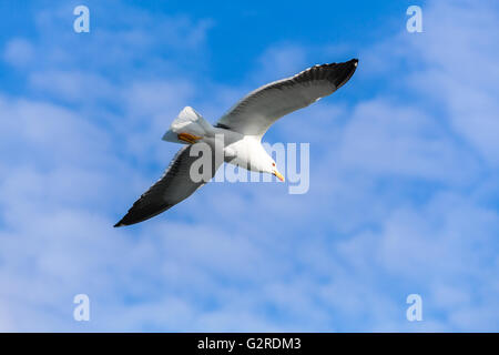 Goéland marin. Mouette voler dans le ciel bleu, photo gros plan Banque D'Images