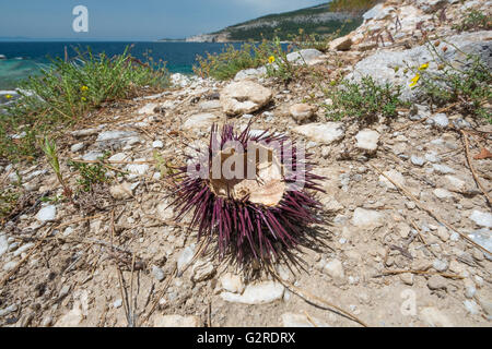 L'oursin violet shell sur une plage. Banque D'Images