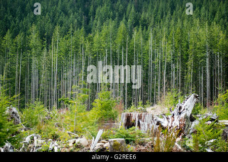 Après la coupe des arbres du détroit le champ 2, Port Renfrew.Canada Banque D'Images