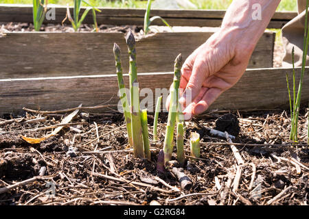 Close up of man's hand picking les turions dans un lit Banque D'Images
