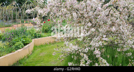 Ryton jardins biologiques au printemps. Le Warwickshire, Angleterre Banque D'Images