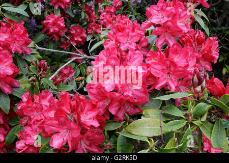 Fleurs d'Azalée rouge dans l'arbuste fleuri Rhododendron Banque D'Images