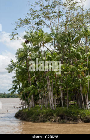 L'Açaï palms qui poussent sur les rives de la rivière Guama Banque D'Images