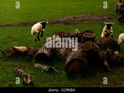 Agneaux adorable ensemble autour de course jouer et s'amuser en sautant sur un tronc d'arbre tombé en marche ludique ensemble dans le soleil Banque D'Images