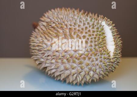 Le roi des fruits, Durian prêt à être déchiré avec aqua et fond gris foncé Banque D'Images