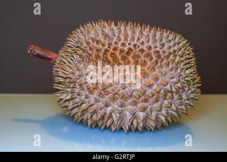 Le roi des fruits, Durian prêt à être déchiré avec aqua et fond gris foncé Banque D'Images