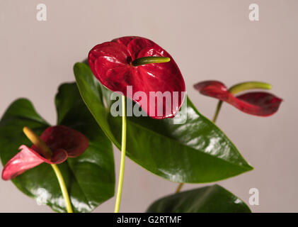 Anthurium andreanum, une plante typique Banque D'Images