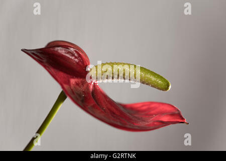 Anthurium andreanum, une plante typique Banque D'Images