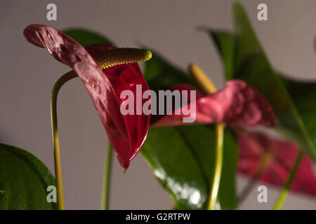 Anthurium andreanum, une plante typique Banque D'Images