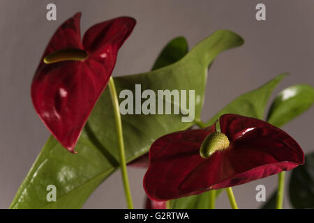 Anthurium andreanum, une plante typique Banque D'Images