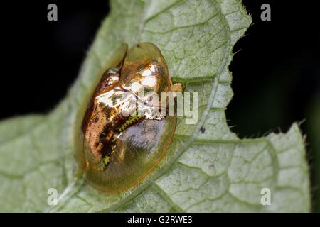 Macro photographie montrant une vue en gros plan de Golden tortoise beetle Banque D'Images