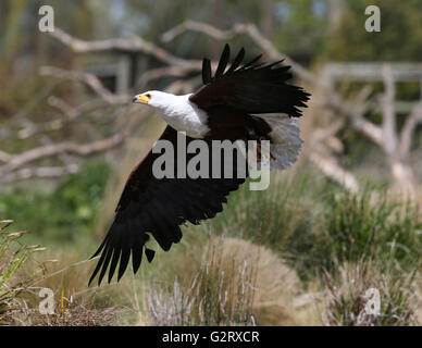 Close up of an African Fish Eagle attraper la nourriture Banque D'Images