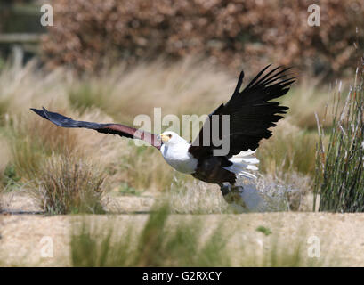 Close up of an African Fish Eagle attraper la nourriture Banque D'Images