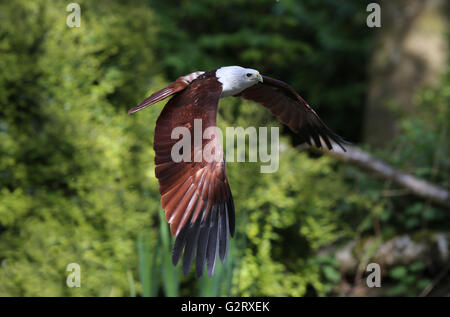 Close up of an African Fish Eagle attraper la nourriture Banque D'Images