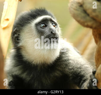 Close up of a l'est le noir et blanc bébé singe Colobus Banque D'Images