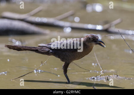 À longue queue femelle, Quiscale bronzé (Quiscalus mexicanus), se nourrissant de poissons échoués dans un marais à séchage NWR Bosque del Apache, N.M. Banque D'Images