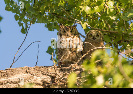 Grand-duc d'Amérique (Bubo virginianus), adulte et jeune avec un repas. Espace Nature de Socorro, Nouveau Mexique, USA. Banque D'Images