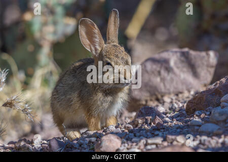 Les Jeunes Désert Nuttall (Sylvilagus audubonii, Bosque del Apache), National Wildlife Refuge, New Mexico, USA Banque D'Images