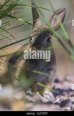 Les Jeunes Désert Nuttall (Sylvilagus audubonii, Bosque del Apache), National Wildlife Refuge, New Mexico, USA Banque D'Images